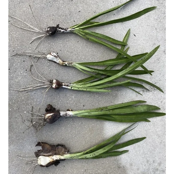 30 Bulbs NO Foliage BEACH SPIDER LILY BULBS (Hymenocallis Littoralis) POLLINATOR - Picture 2 of 6